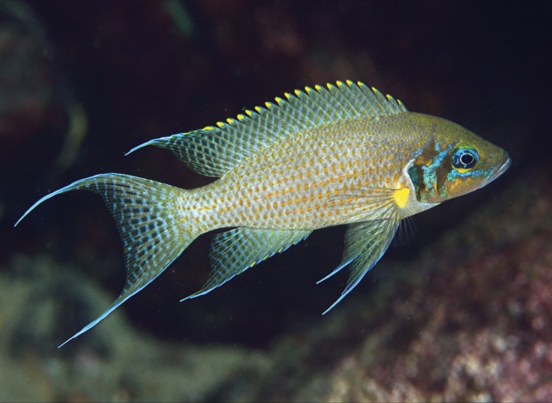 Neolamprologus pulcher 'Kabwe Nsolo'